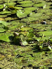 Nymphaea