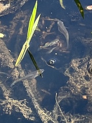 Actinopterygii