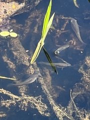 Actinopterygii