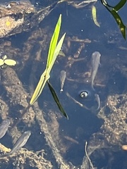 Actinopterygii