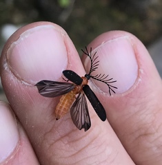 Pterotus obscuripennis