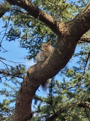 Sciurus carolinensis