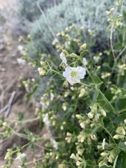 Mirabilis tenuiloba