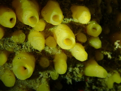 Ciocalypta polymastia