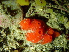 Polymastia pepo
