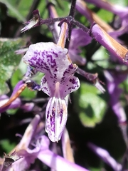 Plectranthus