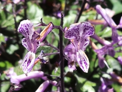 Plectranthus