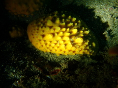 Polymastia crocea