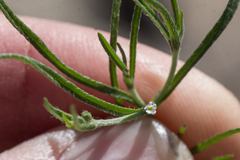 Pectocarya recurvata