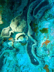 Stelletta conulosa