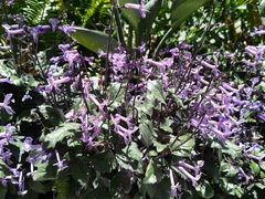 Plectranthus