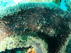 Stelletta conulosa