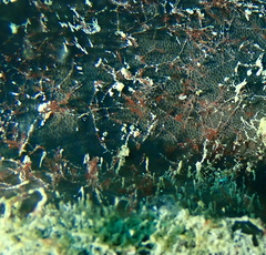 Stelletta conulosa
