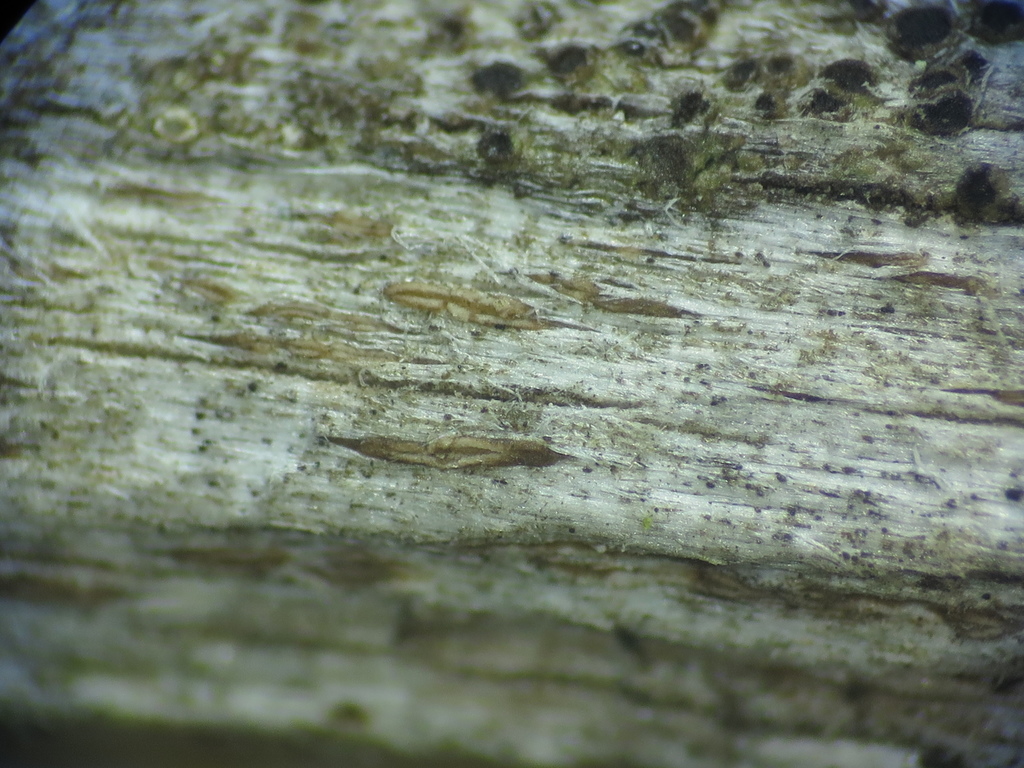 Xylographa rubescens