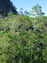 Alstonia macrophylla