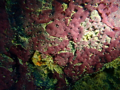 Chelonaplysilla violacea