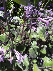 Plectranthus