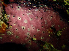 Chelonaplysilla violacea