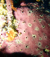 Chelonaplysilla violacea