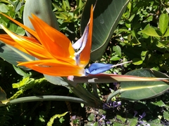 Strelitzia reginae