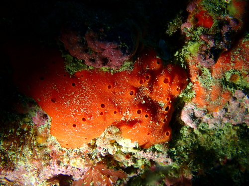 Clathria macrotoxa
