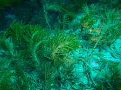 Caulerpa flexilis