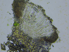 Xylographa rubescens