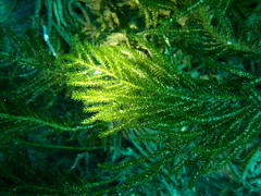 Caulerpa flexilis