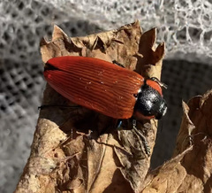 Temognatha sanguinipennis