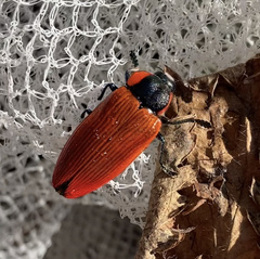 Temognatha sanguinipennis