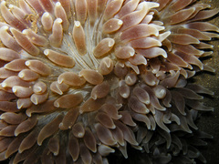 Heteractis