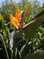 Strelitzia reginae