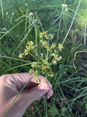 Cyperus
