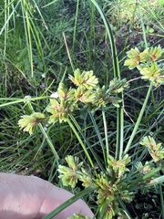Cyperus