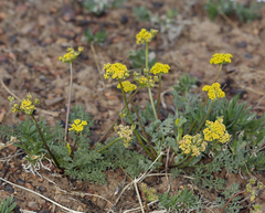 Lomatium austiniae