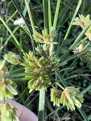 Cyperus