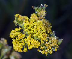 Lomatium austiniae