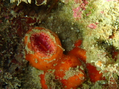 Monomyces rubrum