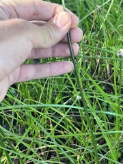 Cyperus