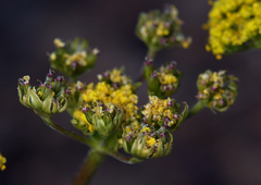Lomatium austiniae