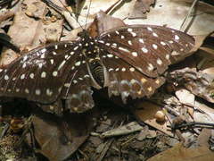 Lexias pardalis borneensis