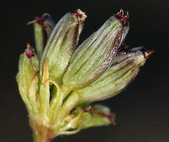 Lomatium austiniae