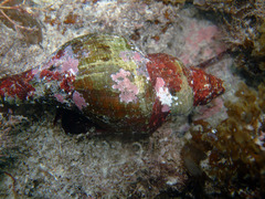 Australaria australasia