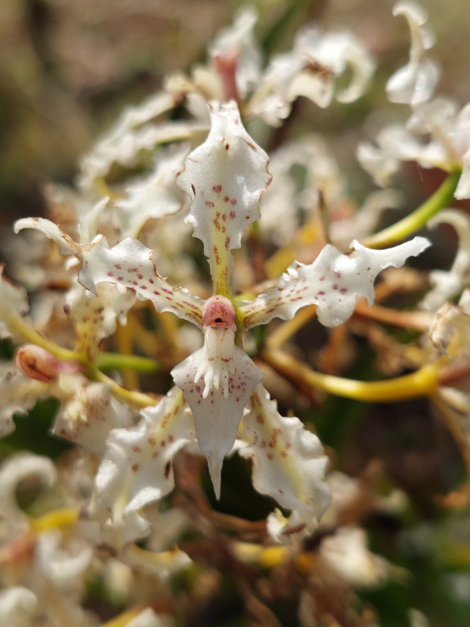 Cyrtochilum sodiroi (Rchb.f.) Kraenzl. 2