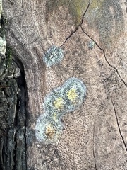 Fungi