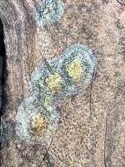 Fungi