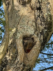Phellinus