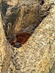 Phellinus