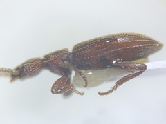 Araeoschizus
