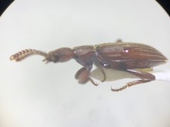 Araeoschizus